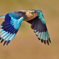 oiseau