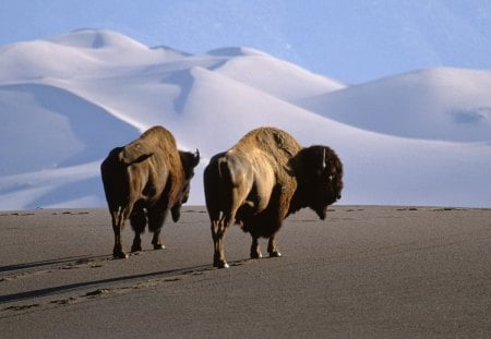 Bufalos, Colorado - animais, ceu, deserto, colorado, bufalos