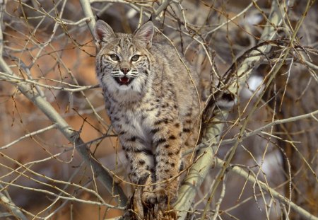 Lince - arvore, selvagem, animal, lince, bonito