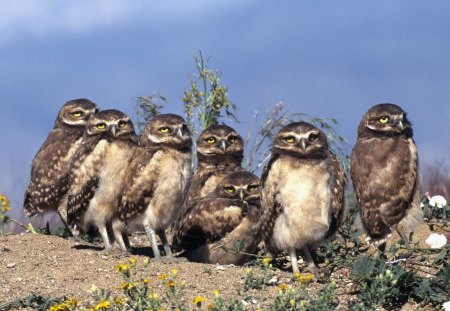 Lindas corujas - passaros, bonitos, corujas, animais, ceu