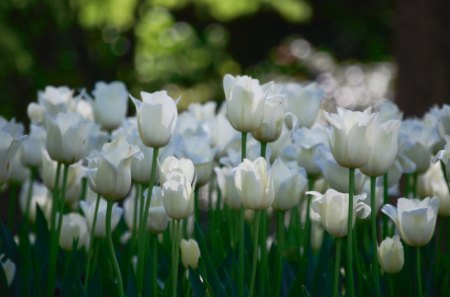 White Tulips - trees, daylight, day, tulips, field, ground, nature, white, gorgeous, pretty, petals, bunch, flowers, stem