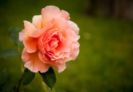 Rosarium Rose - fragrance, field, rose, nature, pretty, petals, beautiful, leaves, orange, single, flowers, stem, grass