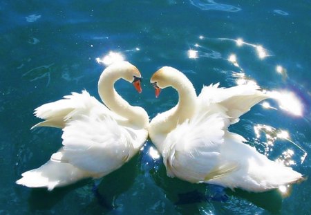 Swans For My Friend Carmen - birds, graceful, animals, beautiful