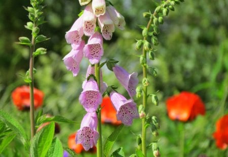 My garden - green, summer, garden, poppies