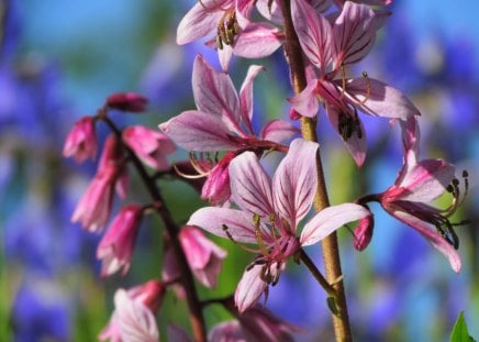 My garden - nice, bluesky, summer, beautiful