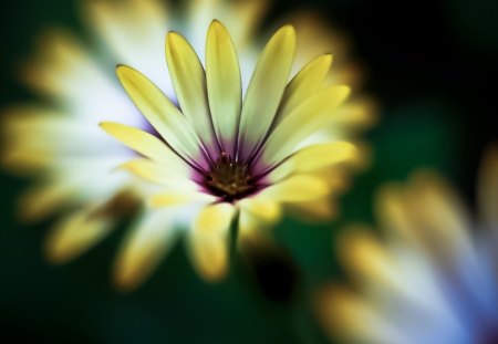 straw - nature, yellow, straw, green, flowers