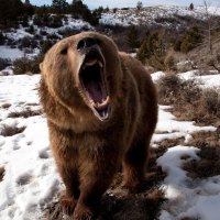 Angry Grizzly Bear