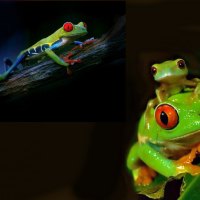 Red Eyed Frogs For Dianna