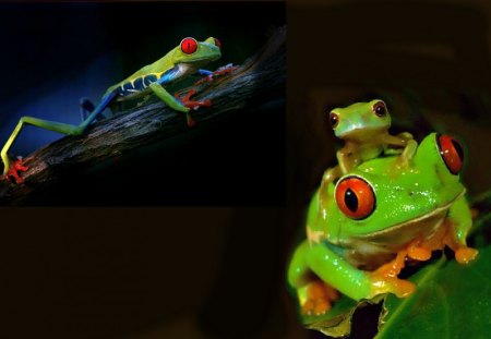 Red Eyed Frogs For Dianna - frogs, beauty, nature, reptiles