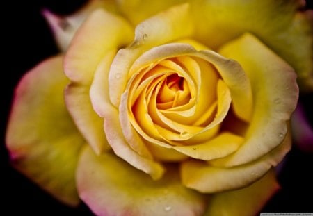 Abstract Yellow Rose - fragrance, soft, rose, abstract, yellow, pink, petals, layers, flower