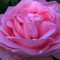 A lovely pink rose with rain drops on it..