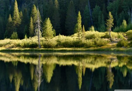 Lake Reflection - trees, water, grass, forest, reflection, nature, green, land, lake, day