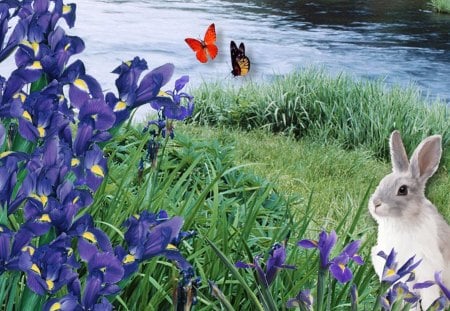 Iris on Riverbank - papillon, rabbit, summer, butterflies, spring, grass, bunny, flowers, river, cute