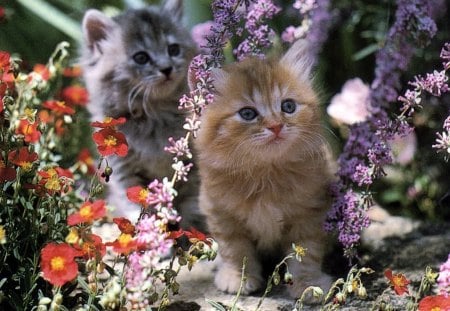 Cute kittens - cat, animal, garden, cute, kitten, flower