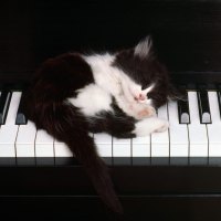 Musician cat