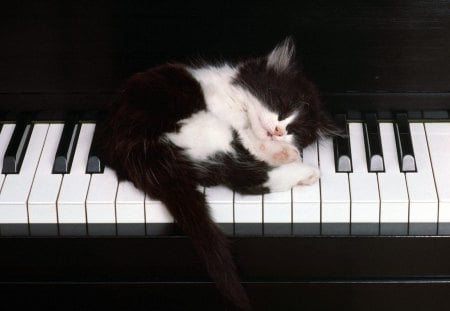 Musician cat