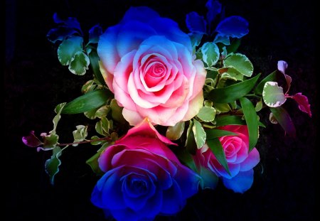 rainbow-roses - colorful, rainbow, roses, blue