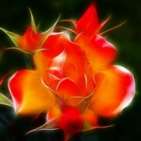 rose fractal,