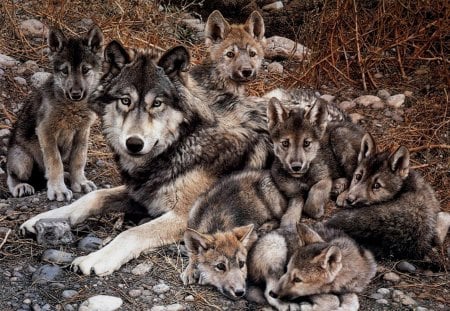 wolf family - wolf, family, lobos, small wolves