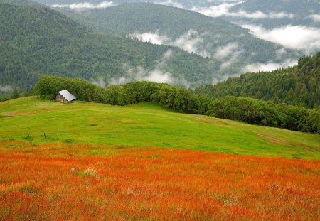 Parque, California - verde, parque, california, natureza