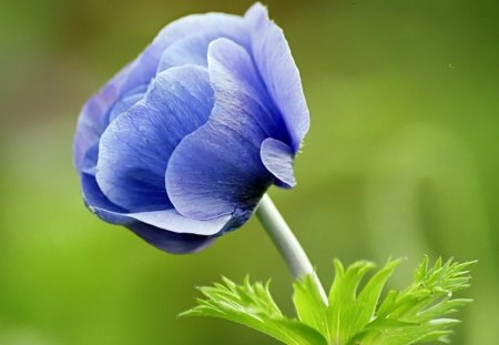 anemone - anemone, color blue, blue, flower