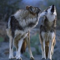 Lobos Mexicanos