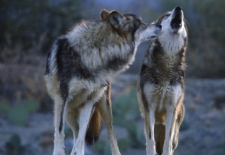 Lobos Mexicanos - mexicanos, bonitos, animais, natureza, lobos