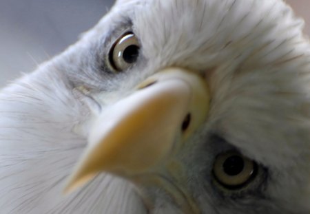 eagle - closeup, eagle, usa, bird