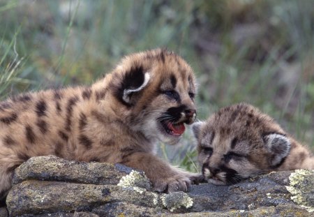 Leopardos - filhotes, plantas, animais, leopardos