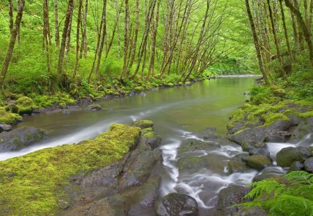 Rio em Oregon - rio, natureza, plantas, floresta, oregon