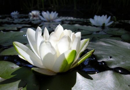 Pure Lotus. - a, nice, picture, of