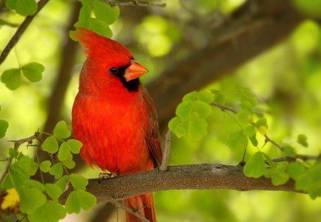 Cardial vemelho - bonito, vermelho, natureza, passarinho