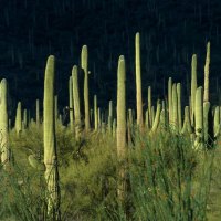 Saguaro National Monument, Arizona