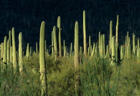 Saguaro National Monument, Arizona - natureza, bonita, cactos, verde