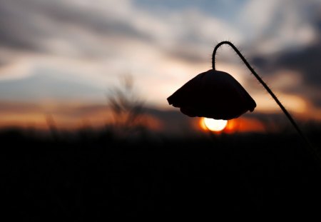 Sunset Light - sunset, flower, photography, light