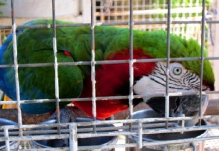 Cute parrot - colorful, beautiful, bright, cute, smart, parrot