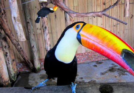 Cute Toucan - colorful, toucan, cute, lovely