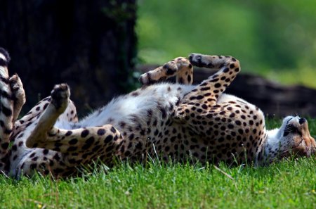 Lying down - animals, cheetah, cute, grass, relax