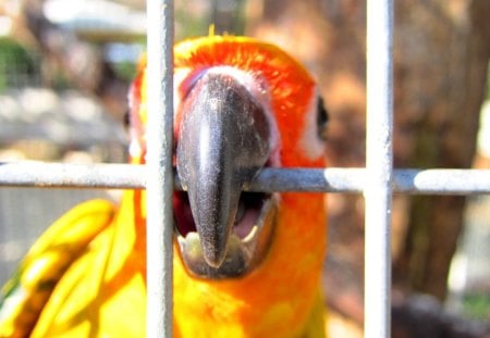 Cute parrot - cute, parrot, bright color, beautiful