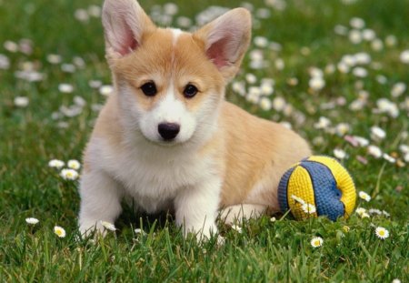 Cute dog - play, ball, dog, pup, grass, flowers, funny, cute, animals