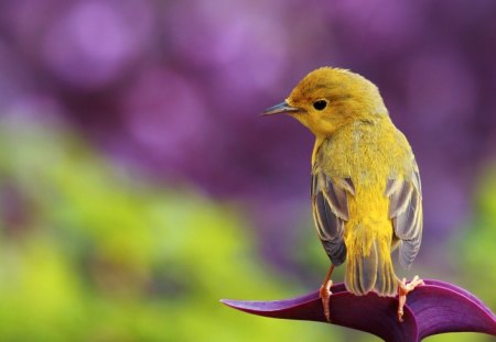 Yellow Bird - animal, yellow, bird, fly