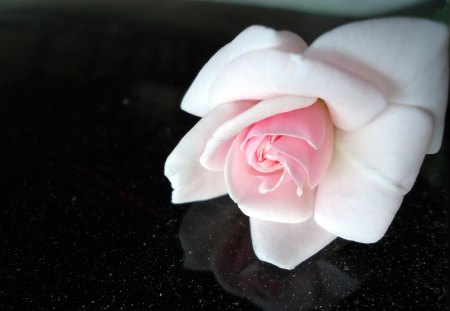 Nok's pic - suv, rose, pink, delicate