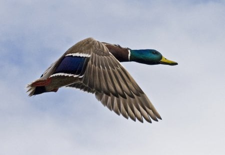 MALLARD ON THE MOVE - birds, waterbirds, photography, flight, wings, feathers, ducks, sky, animals