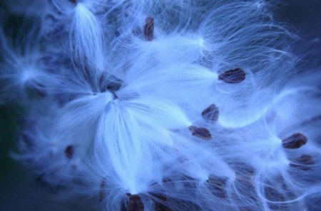 WIND POLLINATION - natures way, dandelion, photography, seeds, grasses, mindteasers, wind