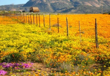 NAMAQUALAND IN FULL BLOOM - springtime, golden yellow, namaqualand daisies, mountains, africa, nature, seasons, desert, flowers