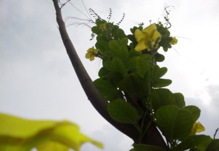 flowers that want to reach the sky - flowers, nature, photography, sky