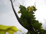 flowers that want to reach the sky