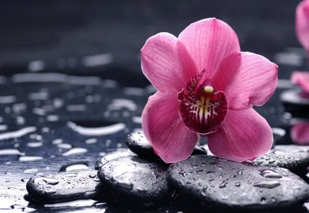 Spa still life - nice, water, wet, still life, lovely, pretty, beautiful, pink, stones, flowers, spa