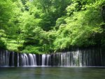 Forest Waterfalls