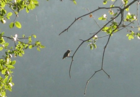 Itsy Bitsy Birdie - bird, branch, little, perch